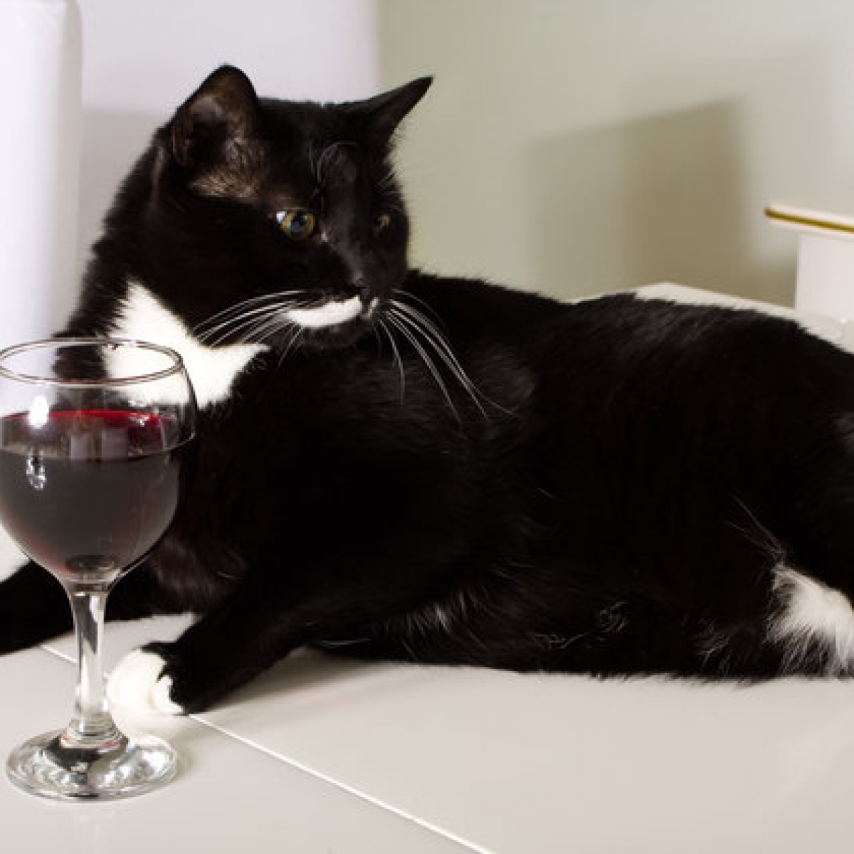 Cat Wine Make your own catnip wine! Cat wine buying guide, general