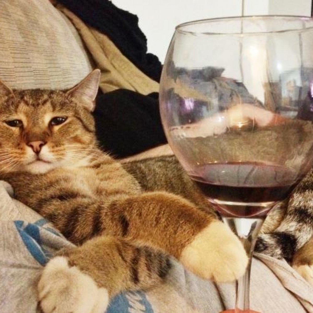 Cat Wine - Make Your Own Catnip Wine! Cat Wine Buying Guide, General 